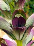 Acanthus mollis